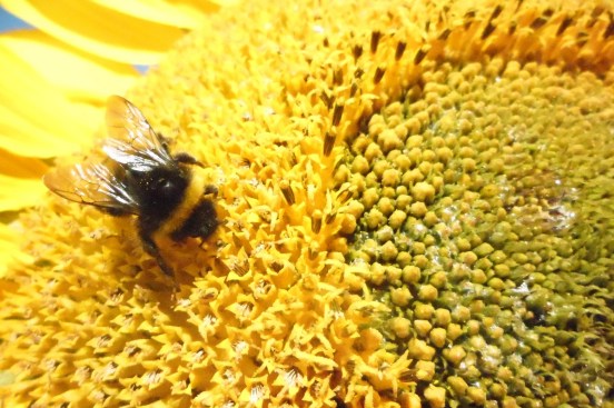 07-08-14 05 Bumblebee on a sunflower.JPG