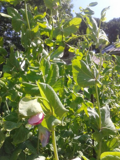 2016-08-06 11.52.20.jpg